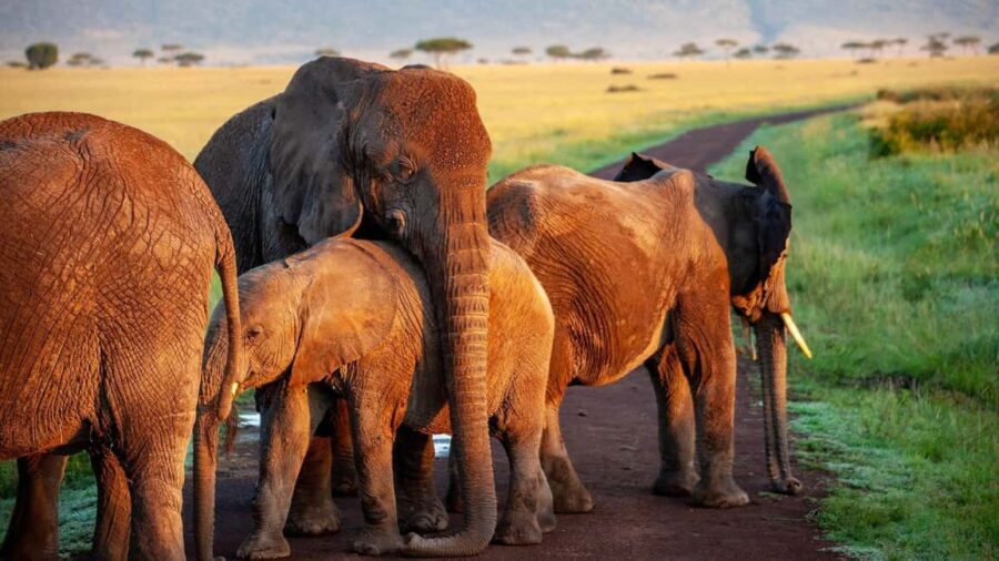 9 Days Discover Kenya Best National Parks Safari on 4x4 Jeep - FAQ