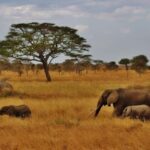 9 Days Group budget Safari Through Kenya and Tanzania - FAQ