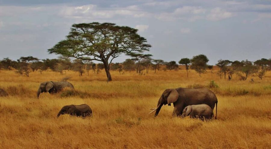 9 Days Group budget Safari Through Kenya and Tanzania - FAQ