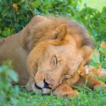 9 Days Selous Safari and Zanzibar Beach Holiday Tour - The Sum Up