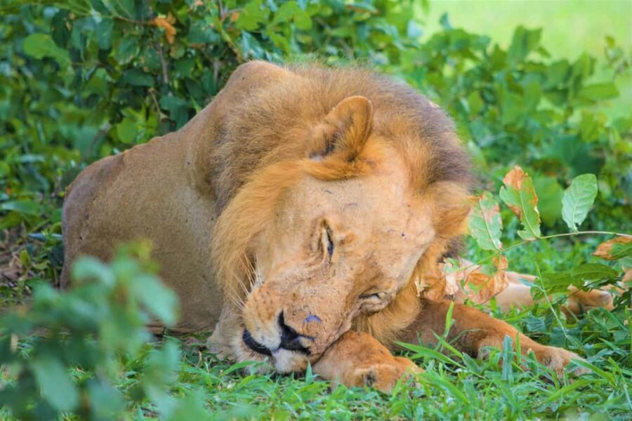 9 Days Selous Safari and Zanzibar Beach Holiday Tour - The Sum Up