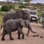 9 Days Serengeti Highlights of Tanzania Safari Tour - Authenticity and Value