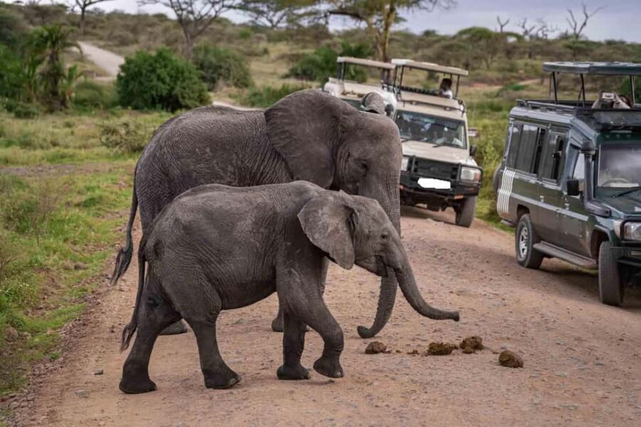 9 Days Serengeti Highlights of Tanzania Safari Tour - Authenticity and Value