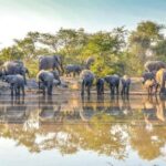 9 Days Serengeti Wildebeest Migration Safari - What’s Included & What to Know