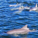 90 Minute Port River Dolphin & Ships Graveyard Cruise - The Experience: Who It’s Perfect For