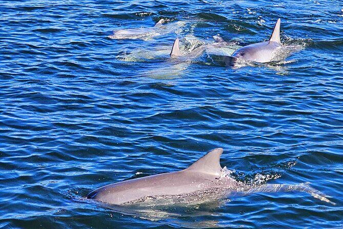 90 Minute Port River Dolphin & Ships Graveyard Cruise - The Experience: Who It’s Perfect For