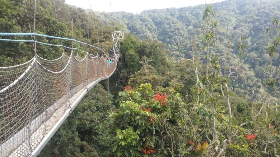 A 10-day Lowland Gorilla trek expedition in DR Congo - Practicalities and Value