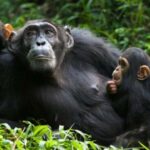 A 4-day Rwanda chimps trek - Cultural and Scenic Highlights: Tea Plantations and Museums