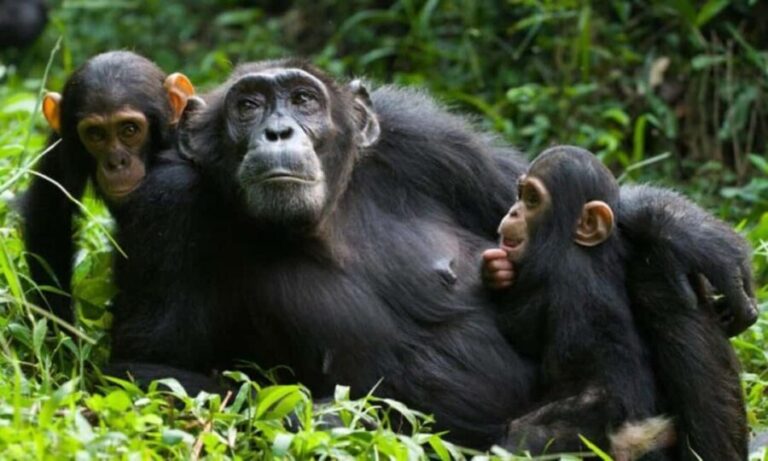 A 4-day Rwanda chimps trek - Cultural and Scenic Highlights: Tea Plantations and Museums