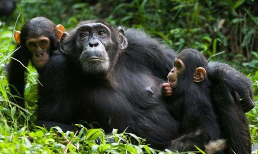 A 4-day Rwanda chimps trek - Cultural and Scenic Highlights: Tea Plantations and Museums