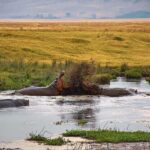 A 4-Days Budget Camping Safari from Arusha - FAQ