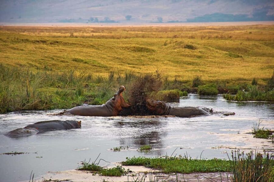 A 4-Days Budget Camping Safari from Arusha - FAQ