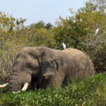 A 8-day exposure across Rwanda and Uganda - Practicalities and Value