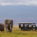 A Day at Amboseli National Park from Nairobi - Who Is This Tour Best For?