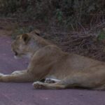 A Day in Lake Manyara National Park - Key Points