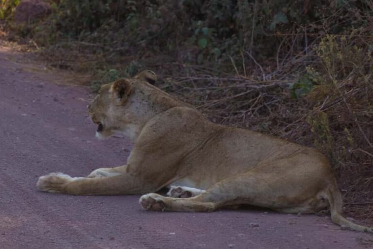 A Day in Lake Manyara National Park - Key Points