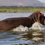 A Day to Nakuru national Park and Boat Ride at Lake Naivasha - Exploring Lake Nakuru National Park