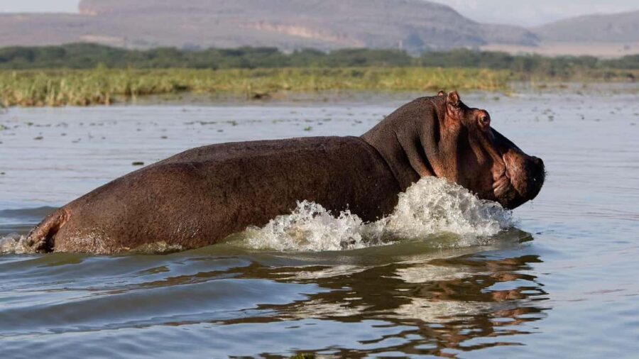 A Day to Nakuru national Park and Boat Ride at Lake Naivasha - Exploring Lake Nakuru National Park