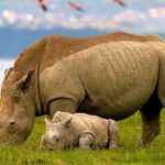 A Day Tour To Lake Nakuru And Naivasha Boat Ride - What Sets This Tour Apart?