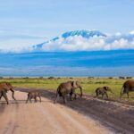 A day tour to Maasai Mara safari from Nairobi - Authentic Feedback from Travelers