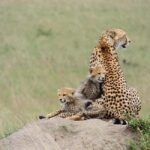 A Day trip to Lake Nakuru National Park from Nairobi - FAQ