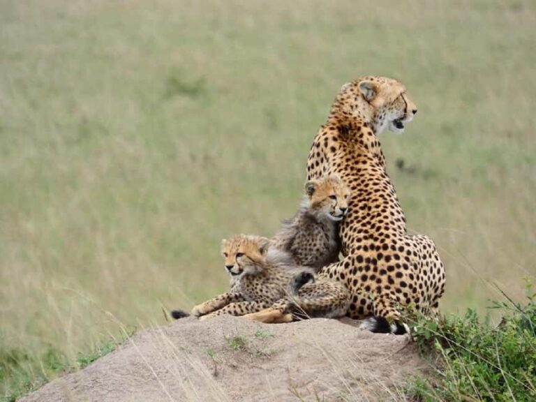 A Day trip to Lake Nakuru National Park from Nairobi - FAQ