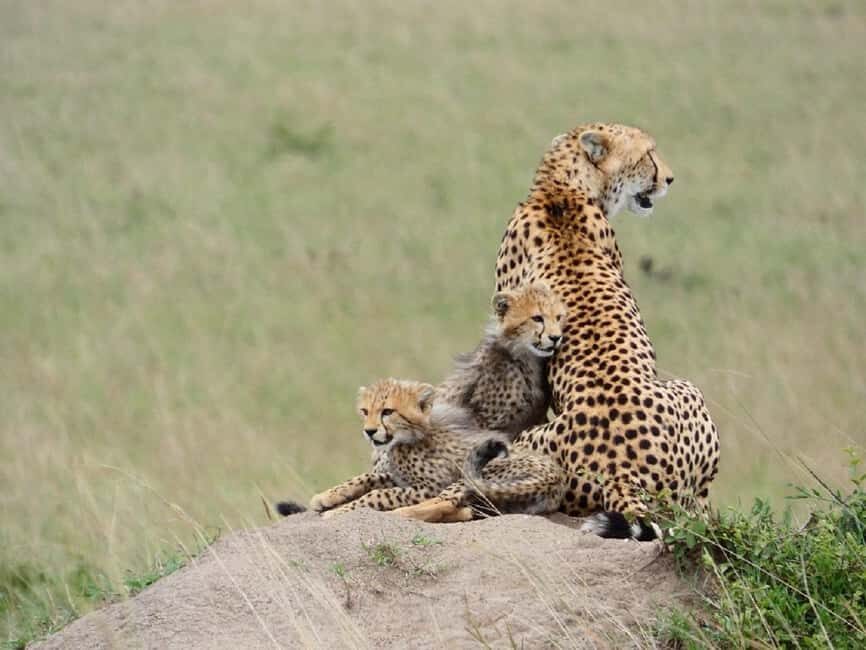 A Day trip to Lake Nakuru National Park from Nairobi - FAQ