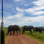 A Full-Day Nairobi tour: Nairobi National Park, - Practical Details and What to Expect