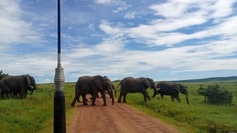 A Full-Day Nairobi tour: Nairobi National Park, - Practical Details and What to Expect
