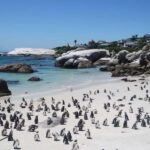 A private Day tour of Penguins, Cape Point & Table Mountain - An Overview of the Itinerary and Experience