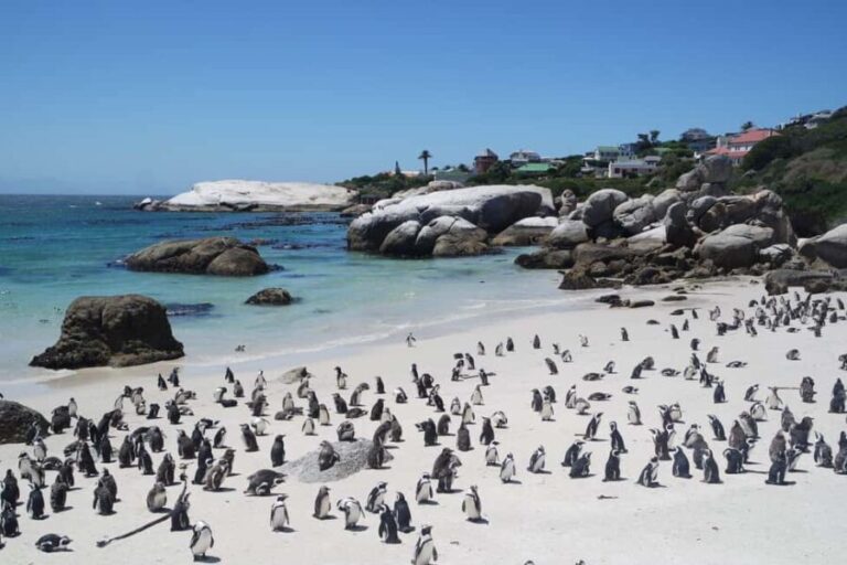 A private Day tour of Penguins, Cape Point & Table Mountain - An Overview of the Itinerary and Experience