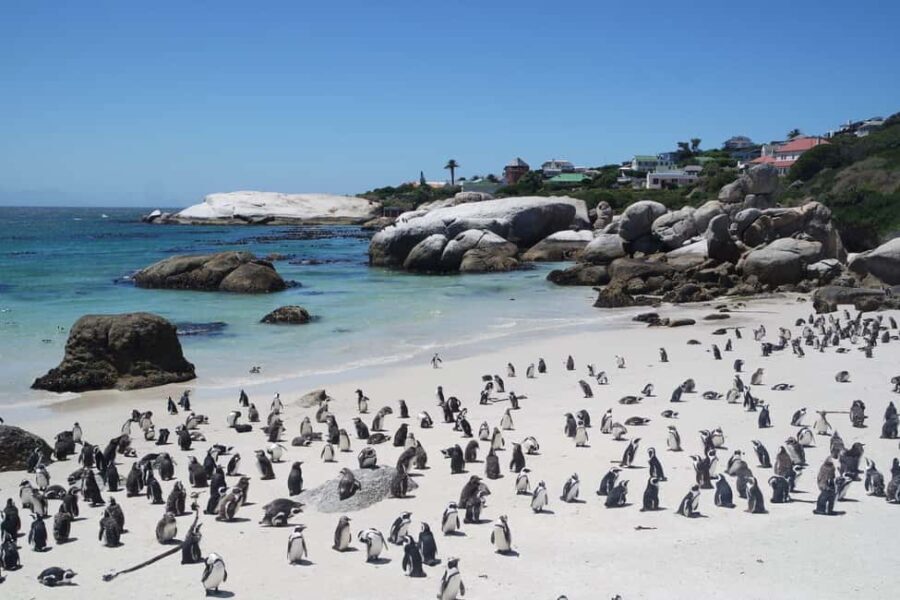 A private Day tour of Penguins, Cape Point & Table Mountain - An Overview of the Itinerary and Experience