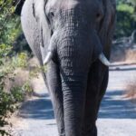 A Private Game Drive Plus White Rhino short walk - Potential Considerations