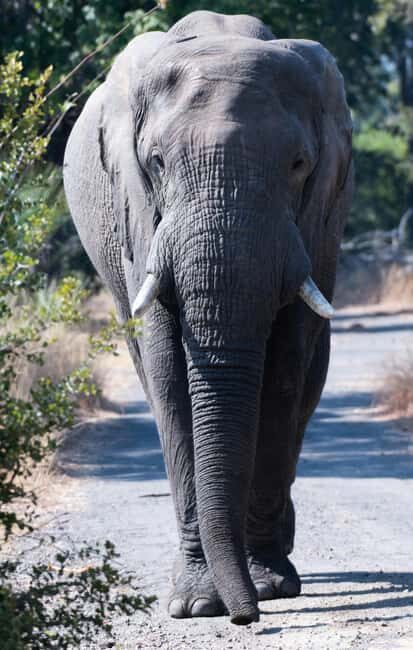 A Private Game Drive Plus White Rhino short walk - Potential Considerations