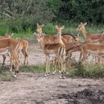 A three-day Akagera game safari - What’s included and what’s not