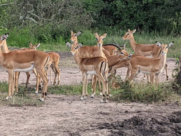A three-day Akagera game safari - What’s included and what’s not