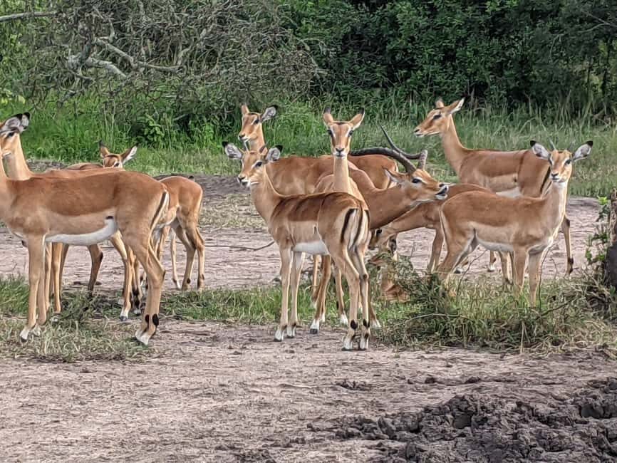 A three-day Akagera game safari - What’s included and what’s not