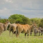 Aberdare National Park Tour From Nairobi - The Itinerary in Detail