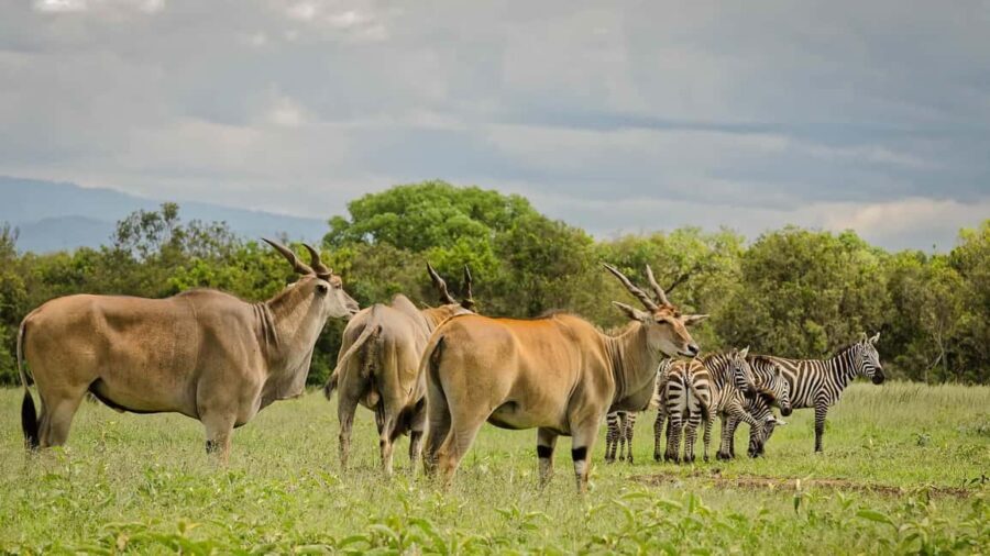 Aberdare National Park Tour From Nairobi - The Itinerary in Detail