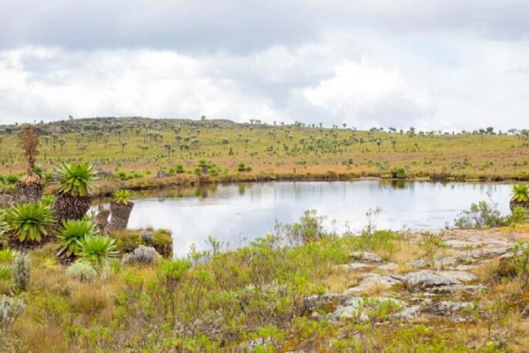 Aberdares: Seven Ponds Guided Hike with Views - The Experience in Detail