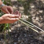 Aboriginal Heritage Walk - Royal Botanic Gardens Victoria, Melbourne Gardens - Final Thoughts