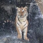 Abu Dhabi: Emirates Park Zoo Entry Ticket - The Sum Up: Is Emirates Park Zoo Worth Visiting?