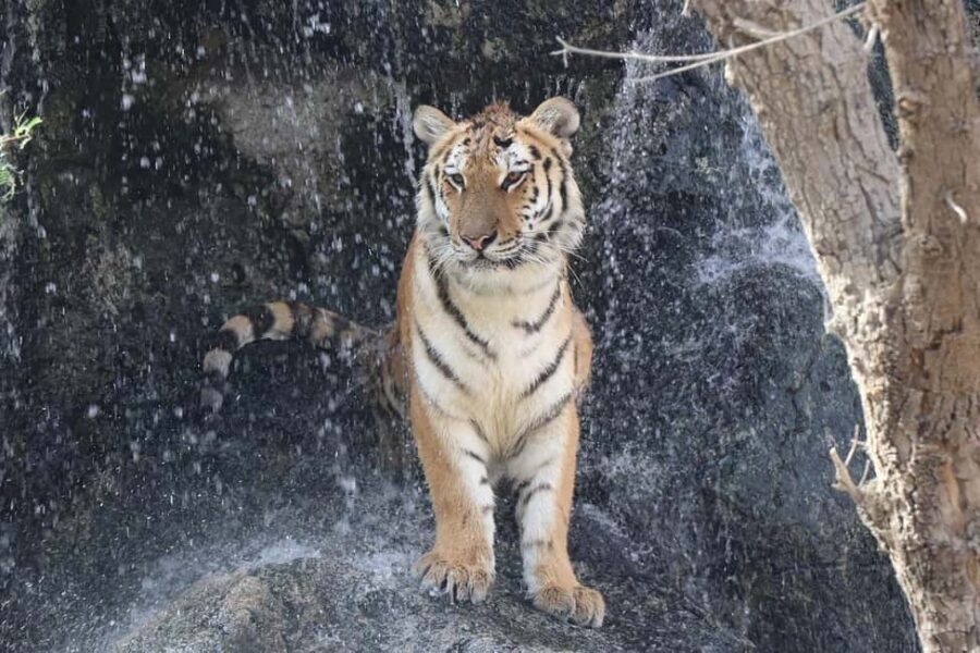 Abu Dhabi: Emirates Park Zoo Entry Ticket - The Sum Up: Is Emirates Park Zoo Worth Visiting?