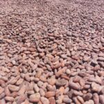 Accra: Cocoa Farm and Chocolate Factory Tour with Pickup - Is the Price Worth It?