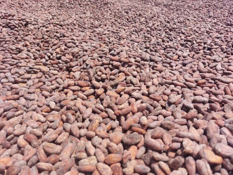 Accra: Cocoa Farm and Chocolate Factory Tour with Pickup - Is the Price Worth It?