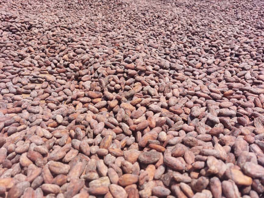 Accra: Cocoa Farm and Chocolate Factory Tour with Pickup - Is the Price Worth It?