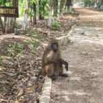 Accra: Safari and Boat Cruise Private Tour - Why This Tour Is a Good Value