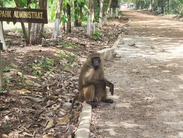 Accra: Safari and Boat Cruise Private Tour - Why This Tour Is a Good Value