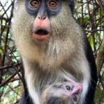 Accra: Wli falls & Mona Monkey Sanctuary - Exploring the Volta Regions Natural Marvels