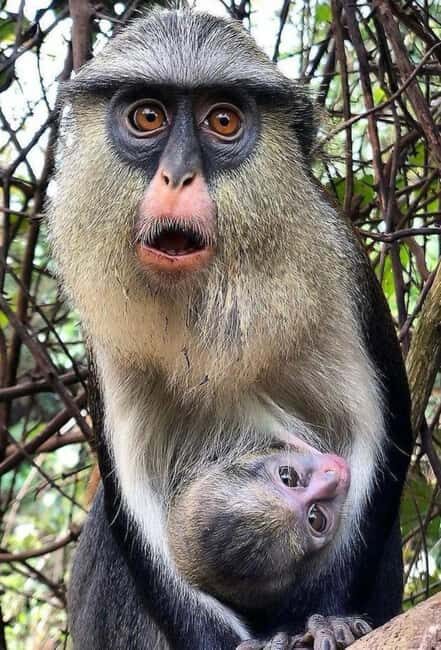 Accra: Wli falls & Mona Monkey Sanctuary - Exploring the Volta Regions Natural Marvels
